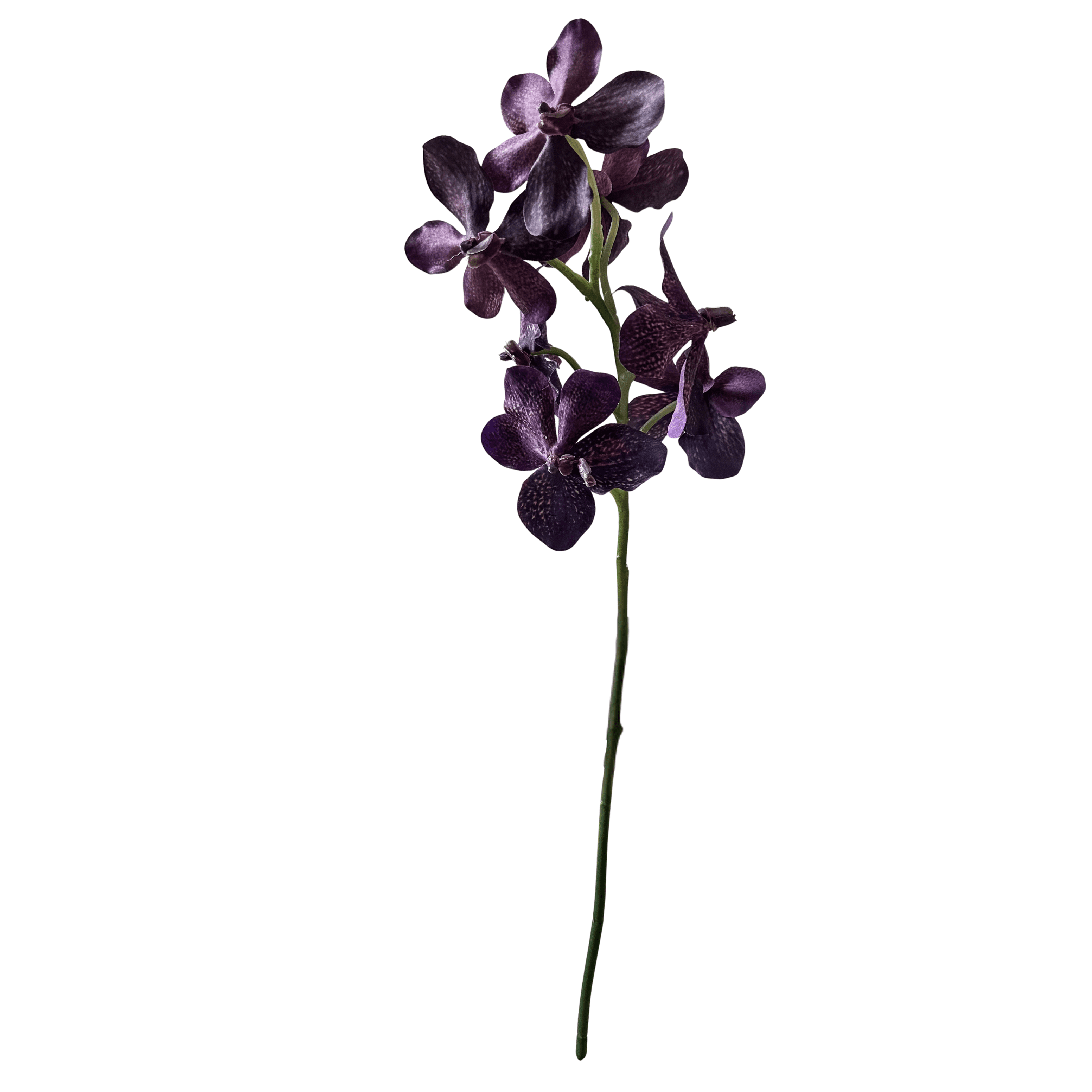 Orquidea Vanda
