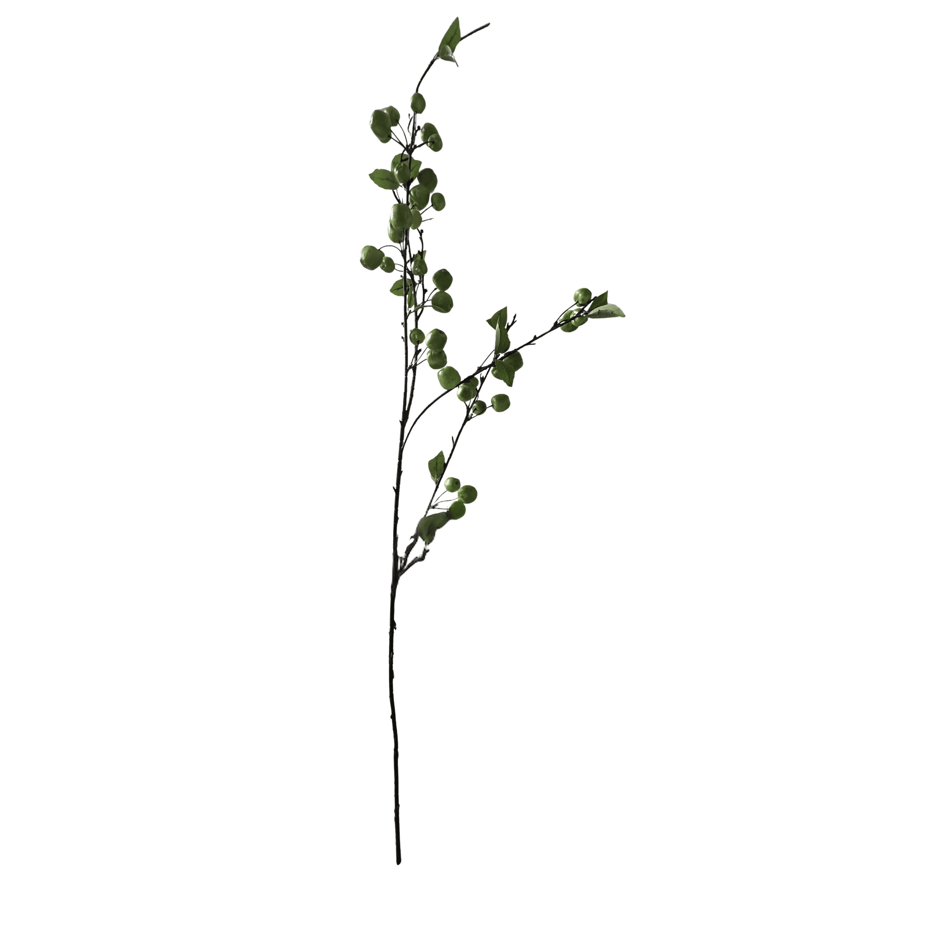 Galho de Maca Verde