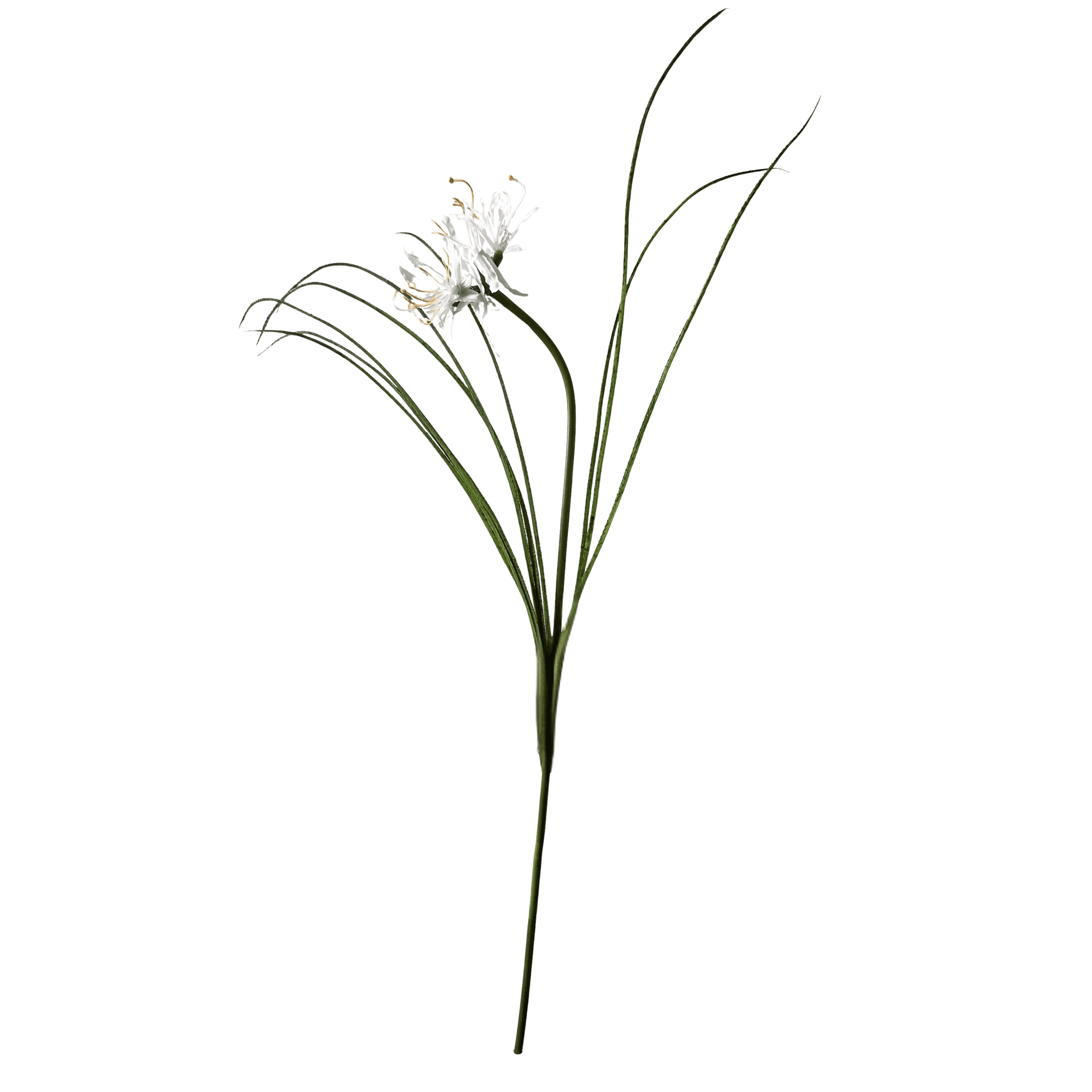 Lirio-Aranha