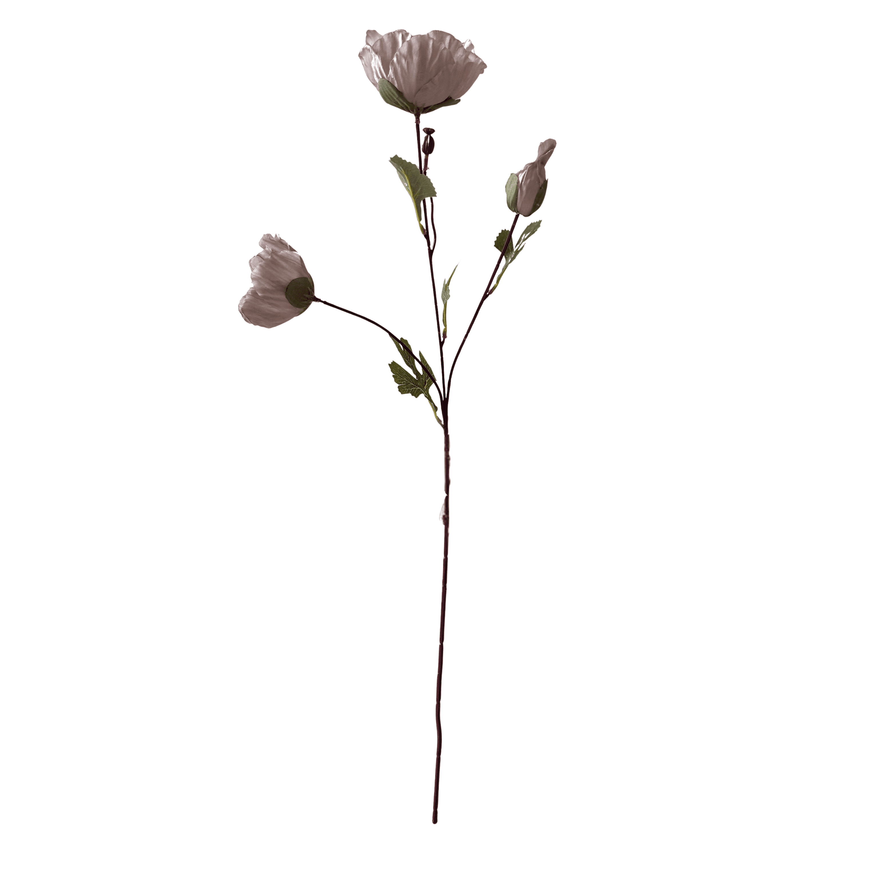 Papoula Rosa Empoeirado