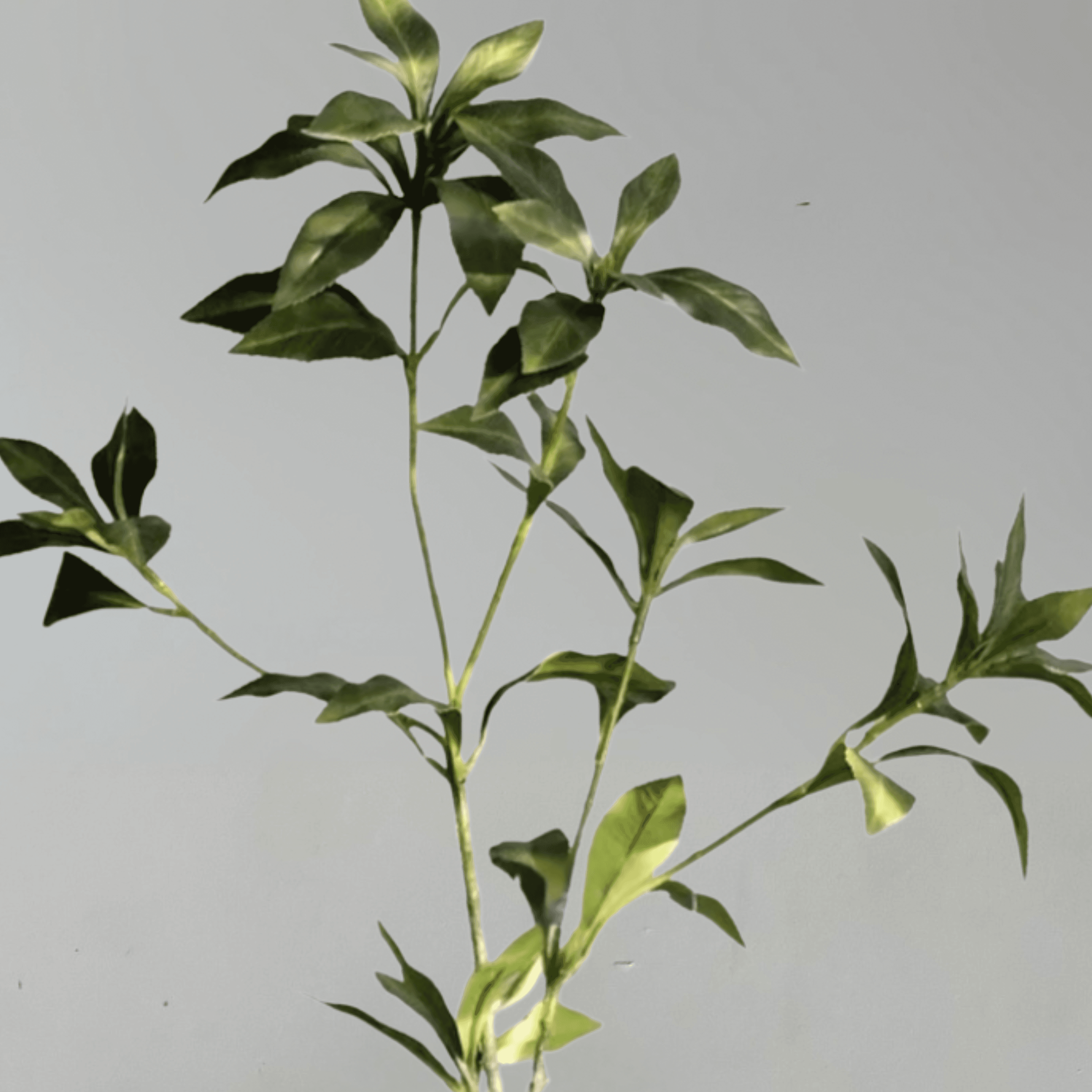 Pieris miniatura 2